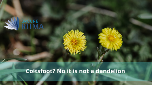 No, it's not a dandelion, it's a coltsfoot