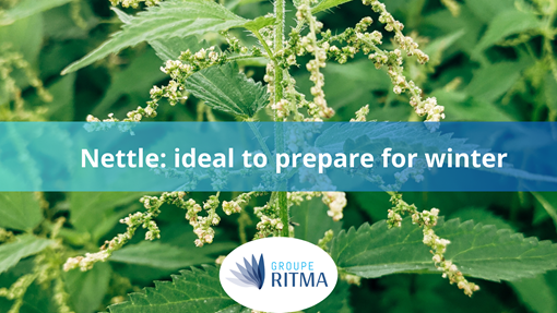 The Benefits of Nettle as Winter Approaches